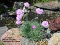 2007-0601dianthus